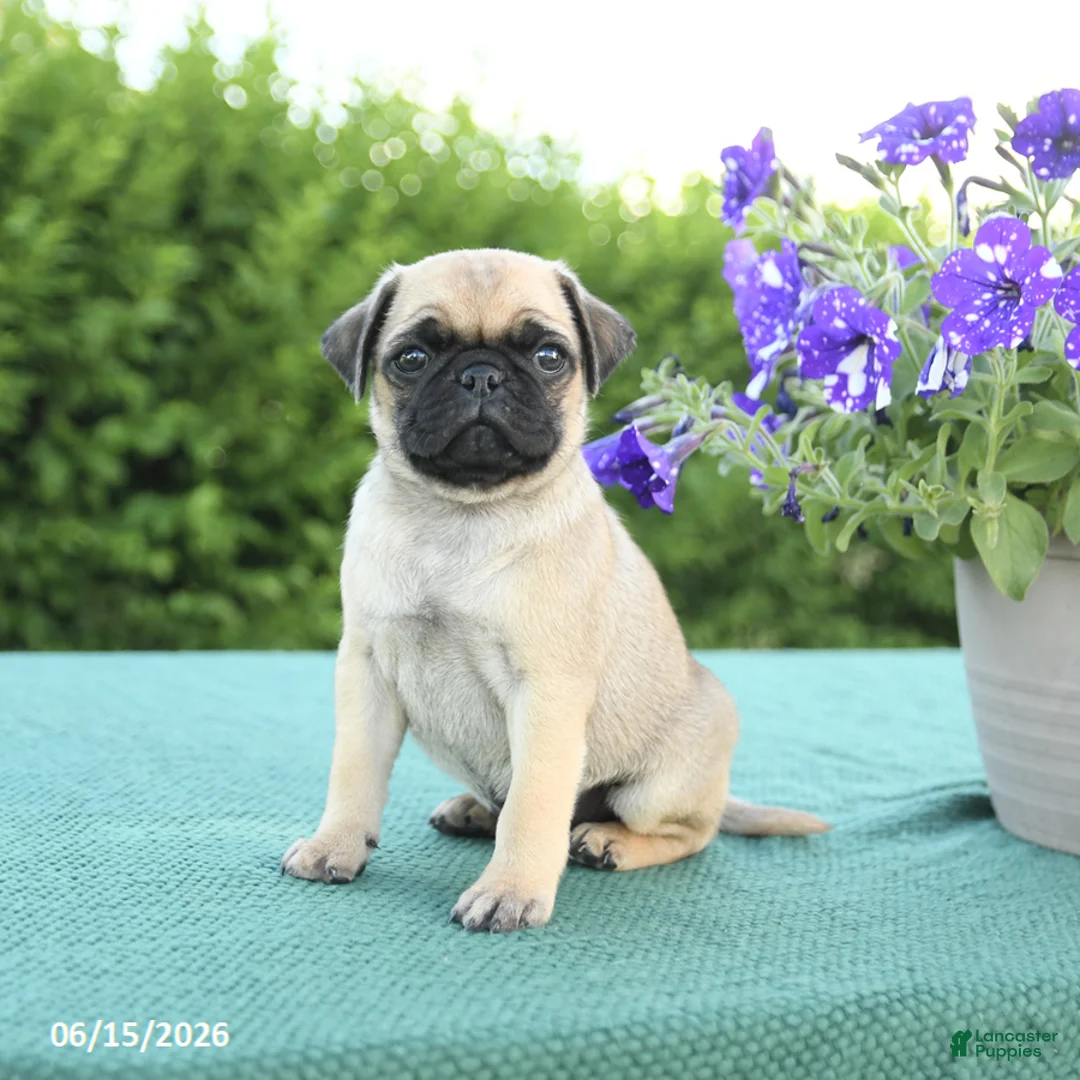Pug dogs for sale: Justin - Ad 2