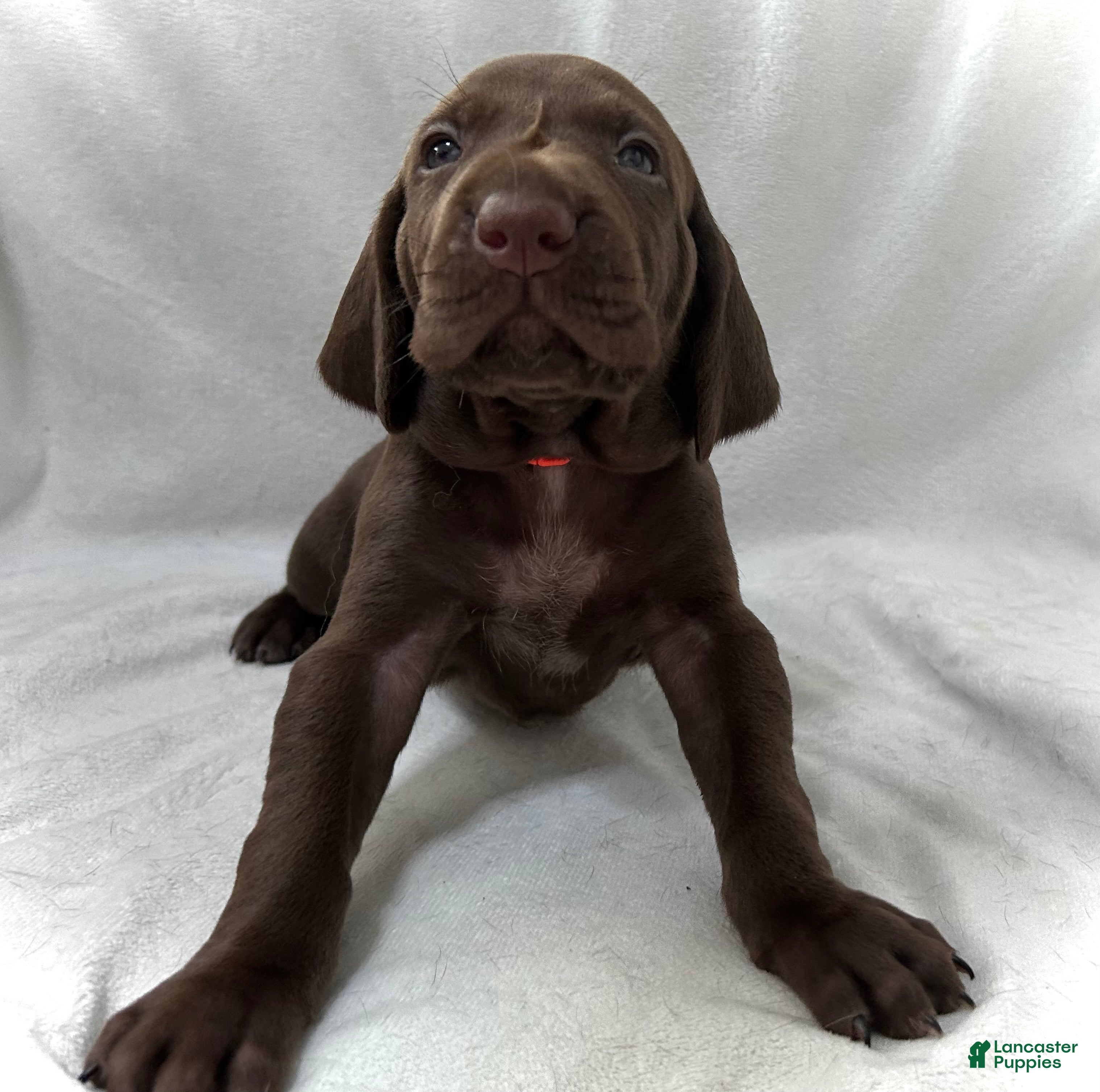 German Shorthaired Pointer dogs King - Ad 32