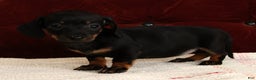 Miniature Dachshund dogs for sale: Kati - Ad 7