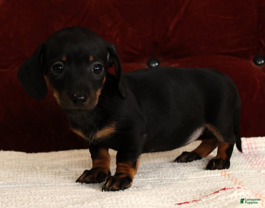 Miniature Dachshund dogs for sale: Kati - Ad 7