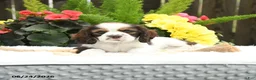 English Cocker Spaniel dogs for sale: Stormy - Ad 3