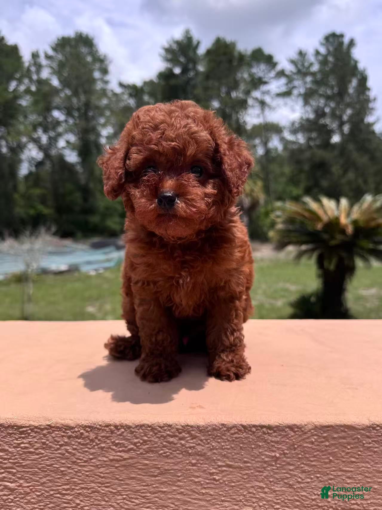 Toy Poodle dogs for sale: Milo - Ad 3