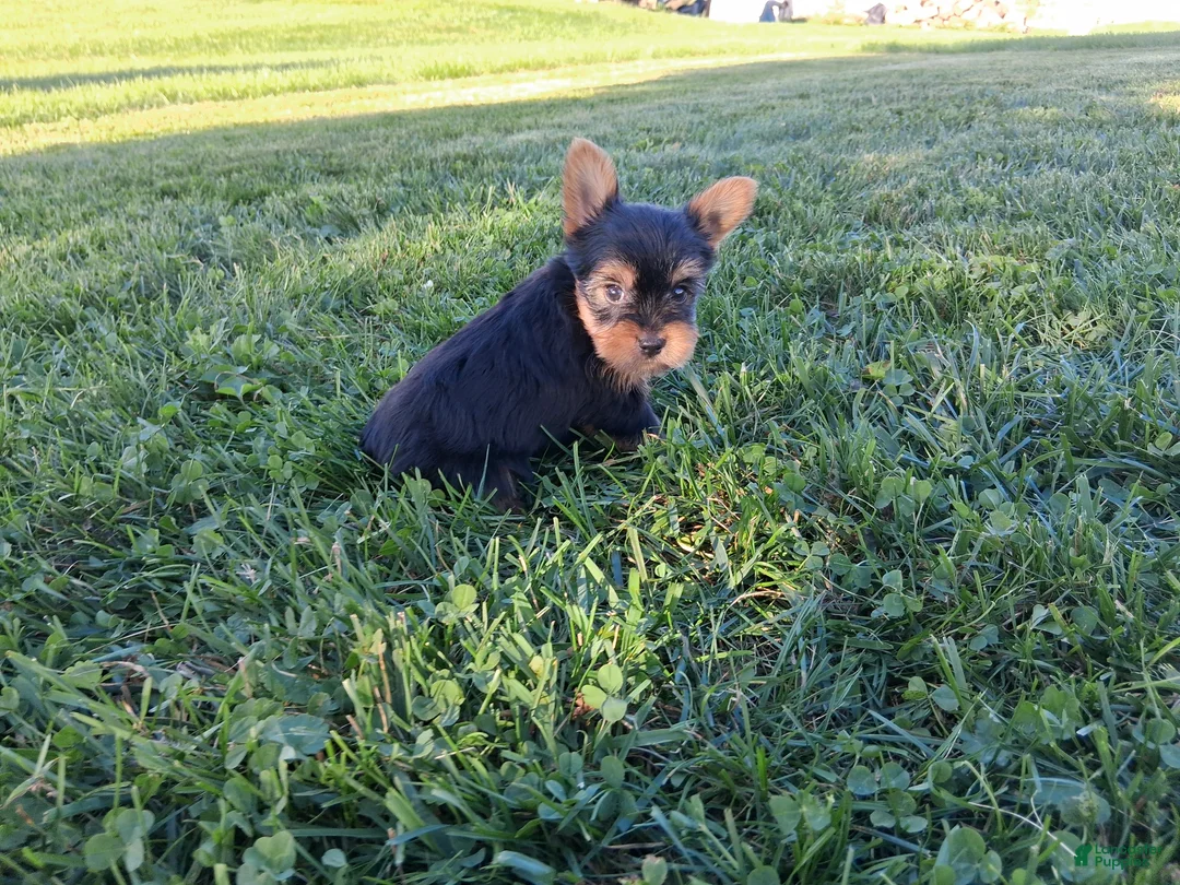 Yorkshire Terrier dogs for sale: Pumpkin  - Ad 1