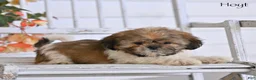 Shih Tzu dogs for sale: Hoyt - Ad 1