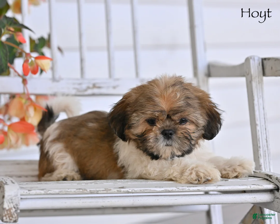 Shih Tzu dogs for sale: Hoyt - Ad 1