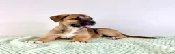 Mixed Breed dogs for sale: Mack - Ad 2