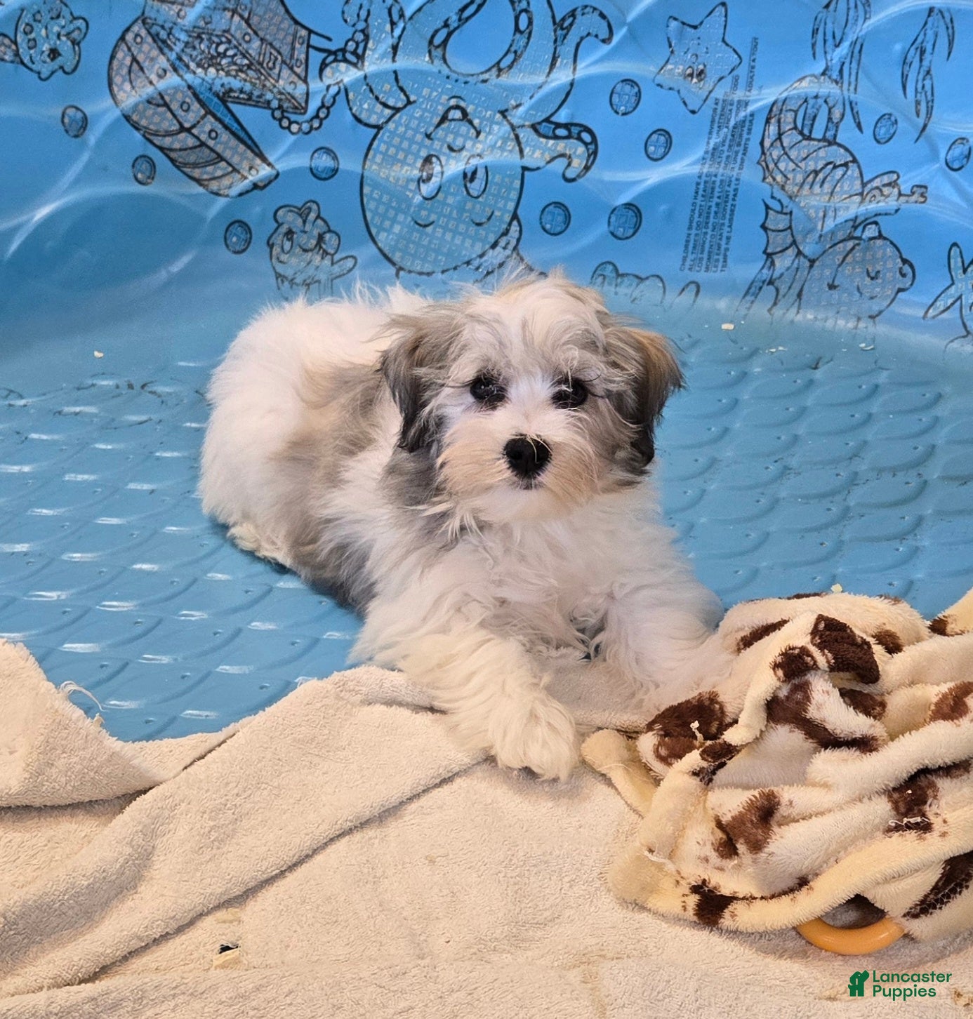 Havanese dogs Jerry - Ad 1