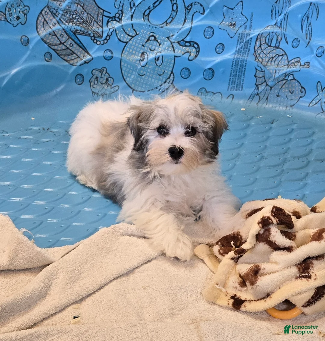 Havanese dogs for sale: Jerry - Ad 1