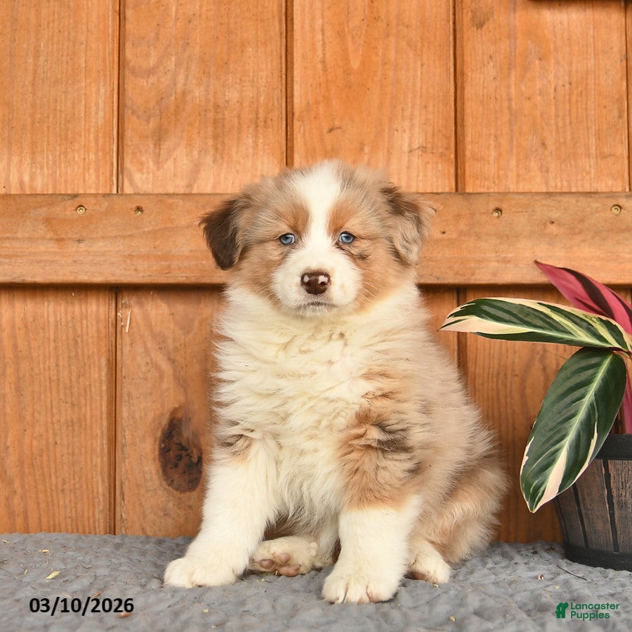 Australian Shepherd dogs for sale: Annie  - Ad 1