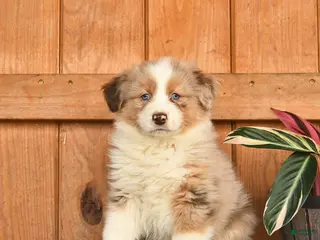 Australian Shepherd dogs for sale: Annie - Ad 1