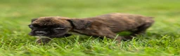Boxer dogs for sale: Lisa Boxer Puppy  - Ad 3
