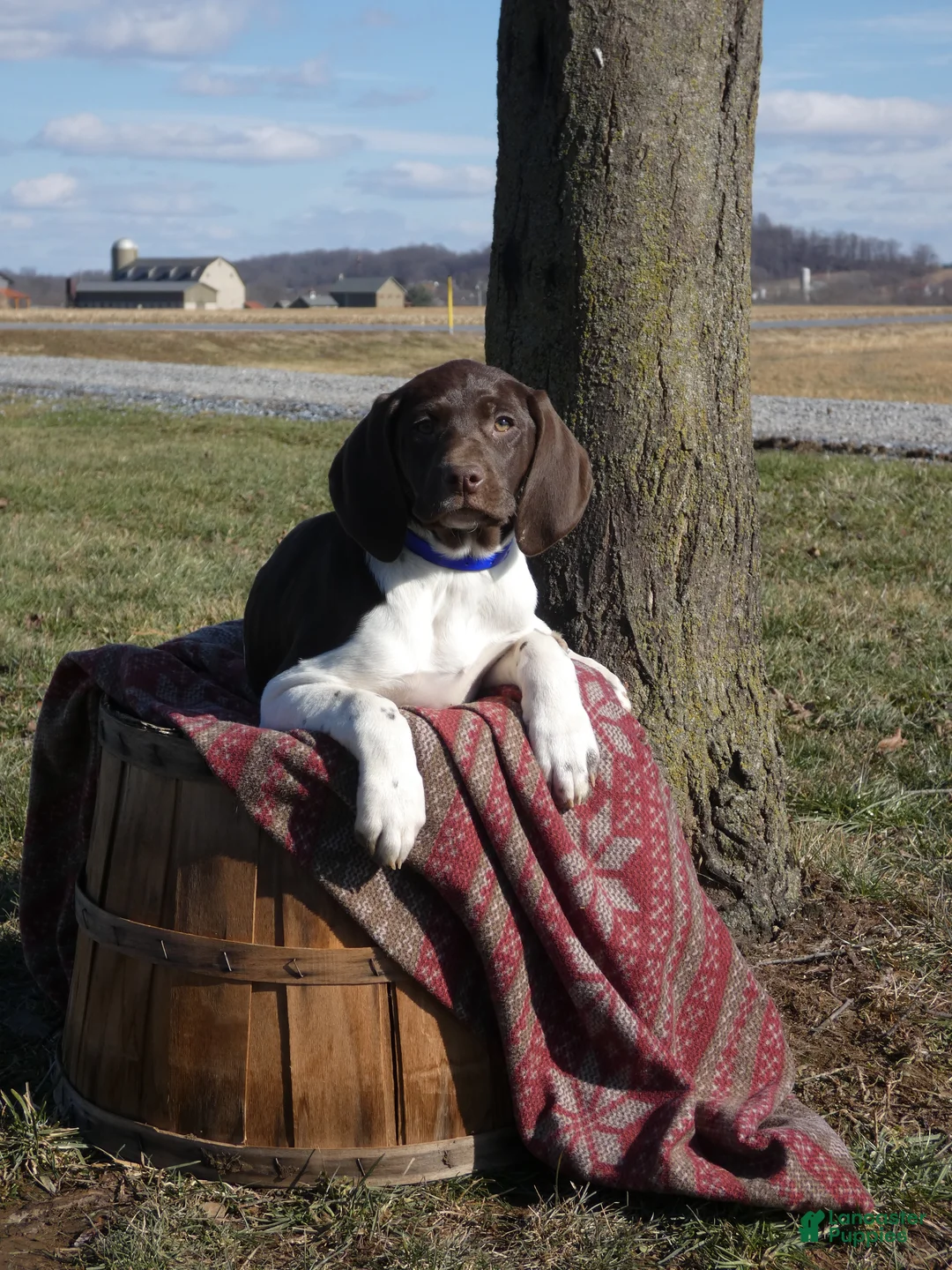 Mixed Breed dogs for sale: Licorice - Ad 1