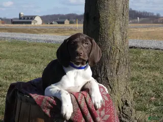 Mixed Breed dogs Licorice - Ad 24