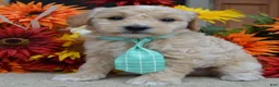 Mini Goldendoodle dogs for sale: Mini George - Ad 15