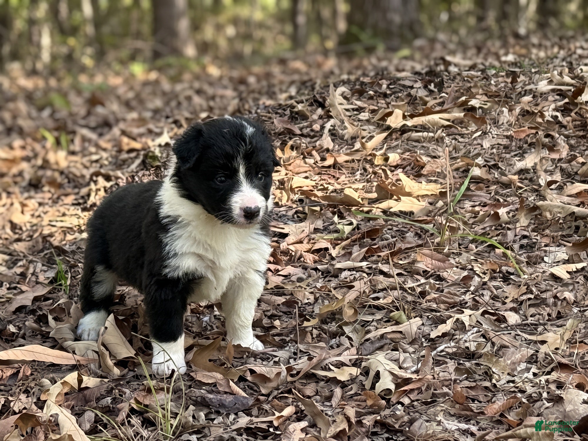 Border Collie dogs for sale: Pepper - Ad 2