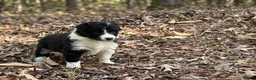 Border Collie dogs for sale: Pepper - Ad 2
