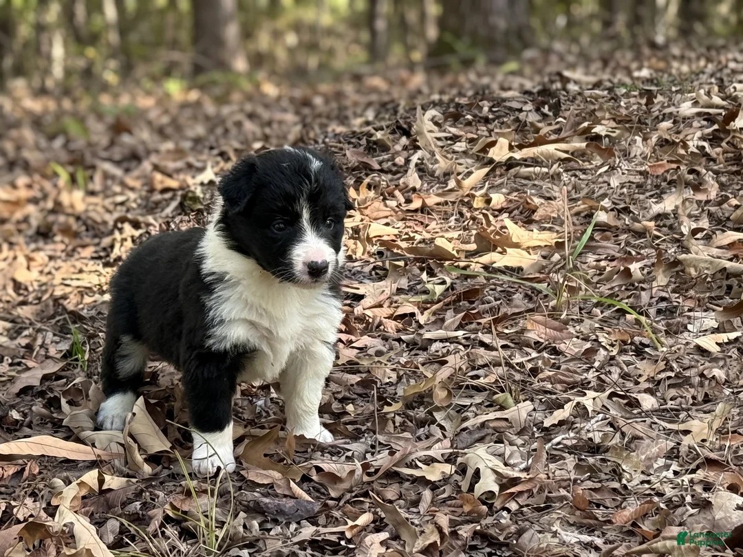 Border Collie dogs for sale: Pepper - Ad 2