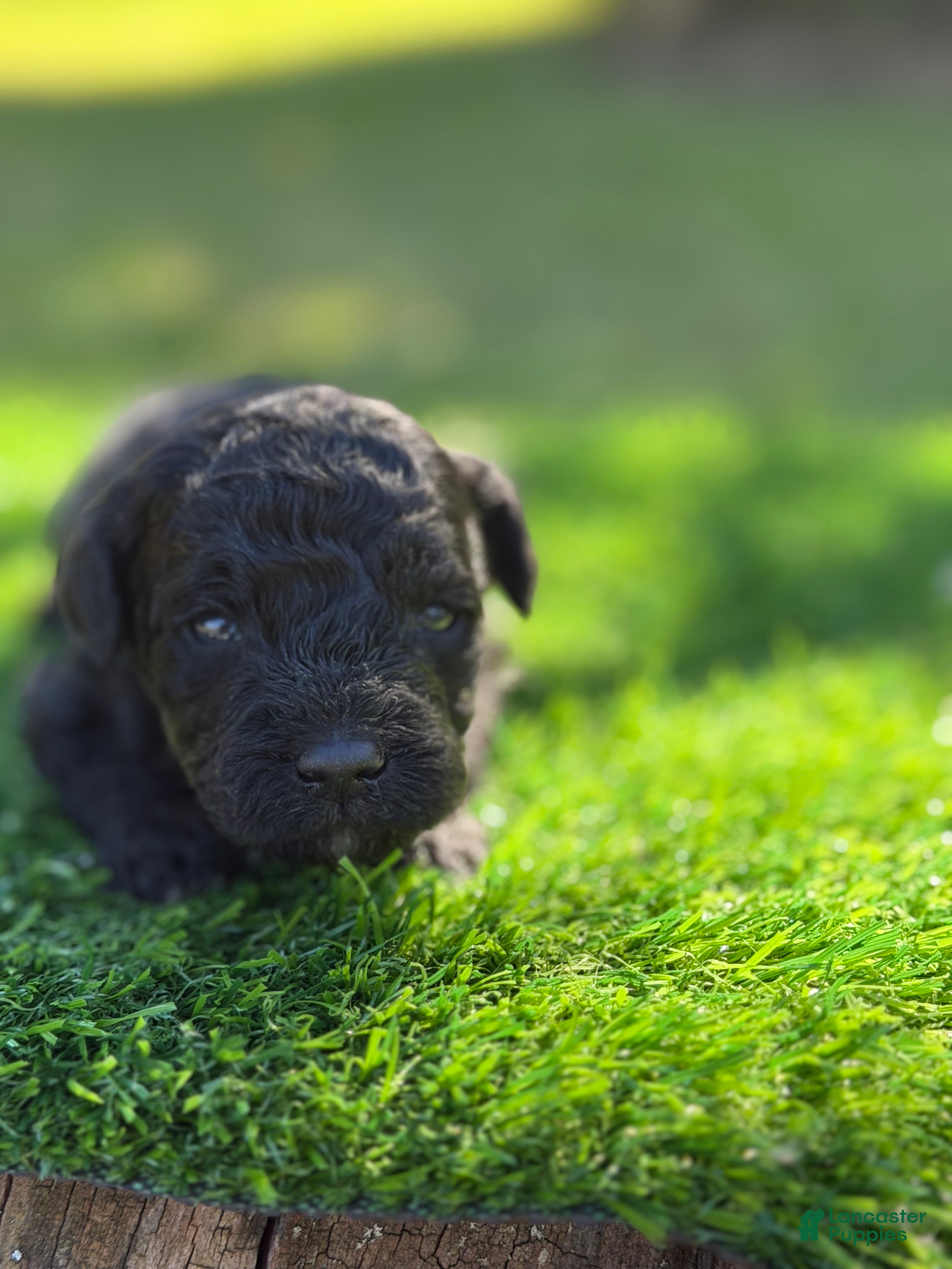 Maltipoo dogs Leo - Ad 2