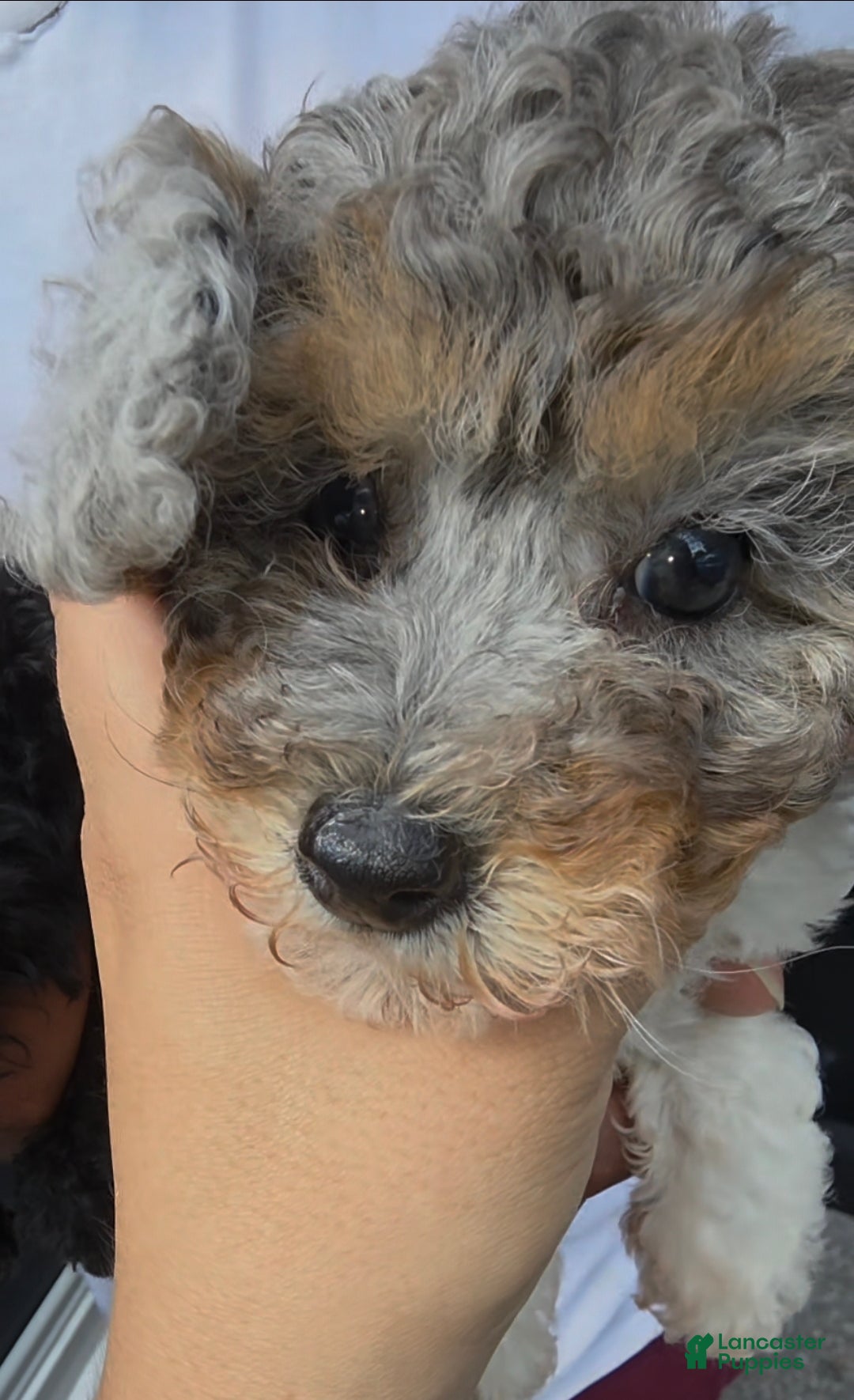 Toy Poodle dogs for sale: Toy Poodle tiara - Ad 3