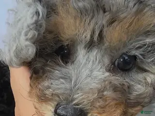 Toy Poodle dogs for sale: Toy Poodle tiara - Ad 3