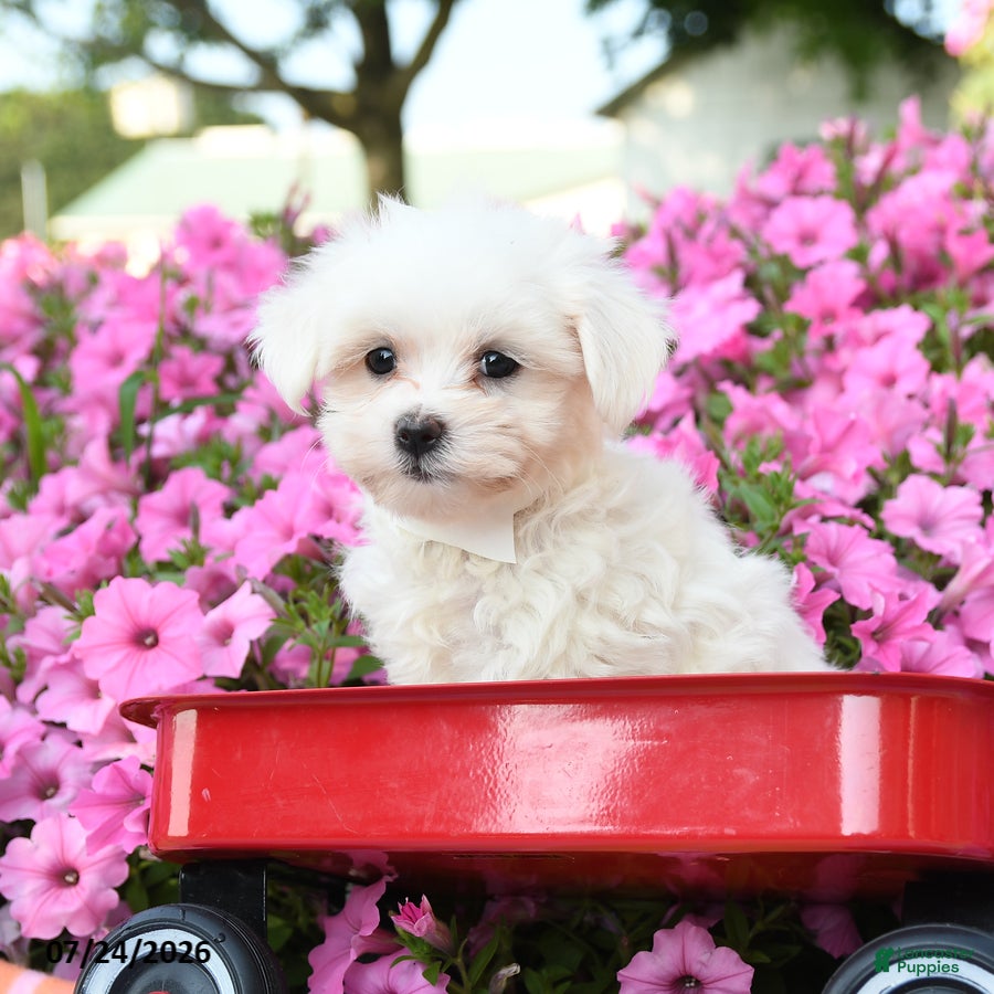 Maltese dogs for sale: Yukon - Ad 3
