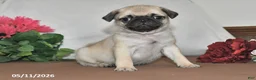 Pug dogs for sale: Lilac - Ad 4