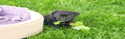 Labrador Retriever dogs for sale: Iridessa  - Ad 3