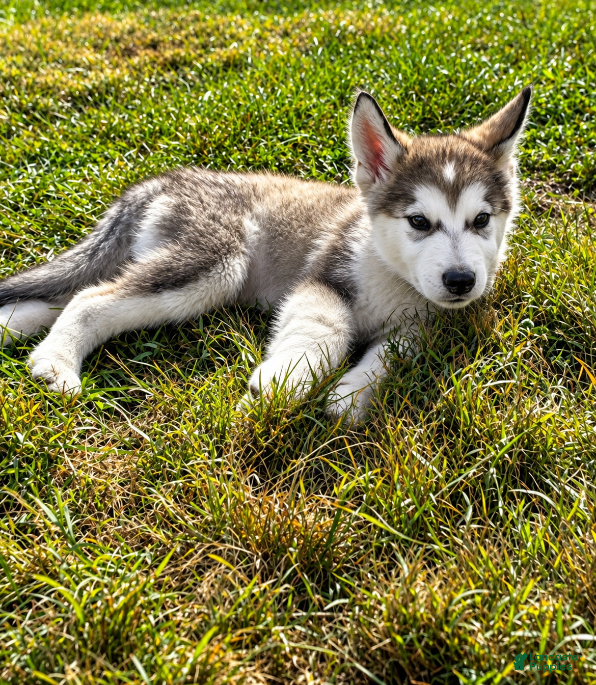 Alaskan Malamute dogs Mopple - Ad 1