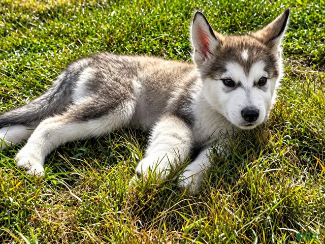 Alaskan Malamute dogs Mopple - Ad 1