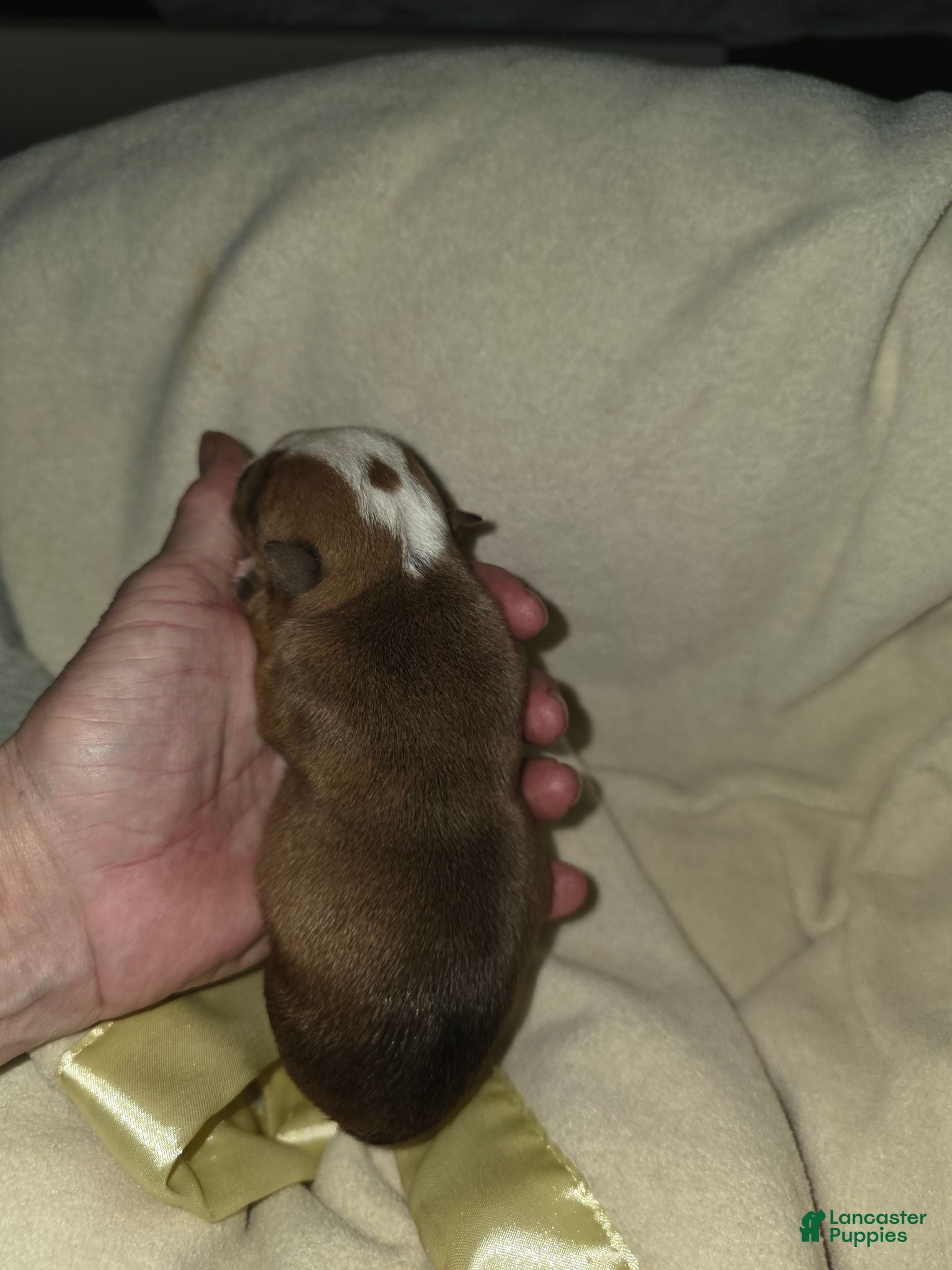English Bulldog dogs English Bulldog 1 - Ad 2