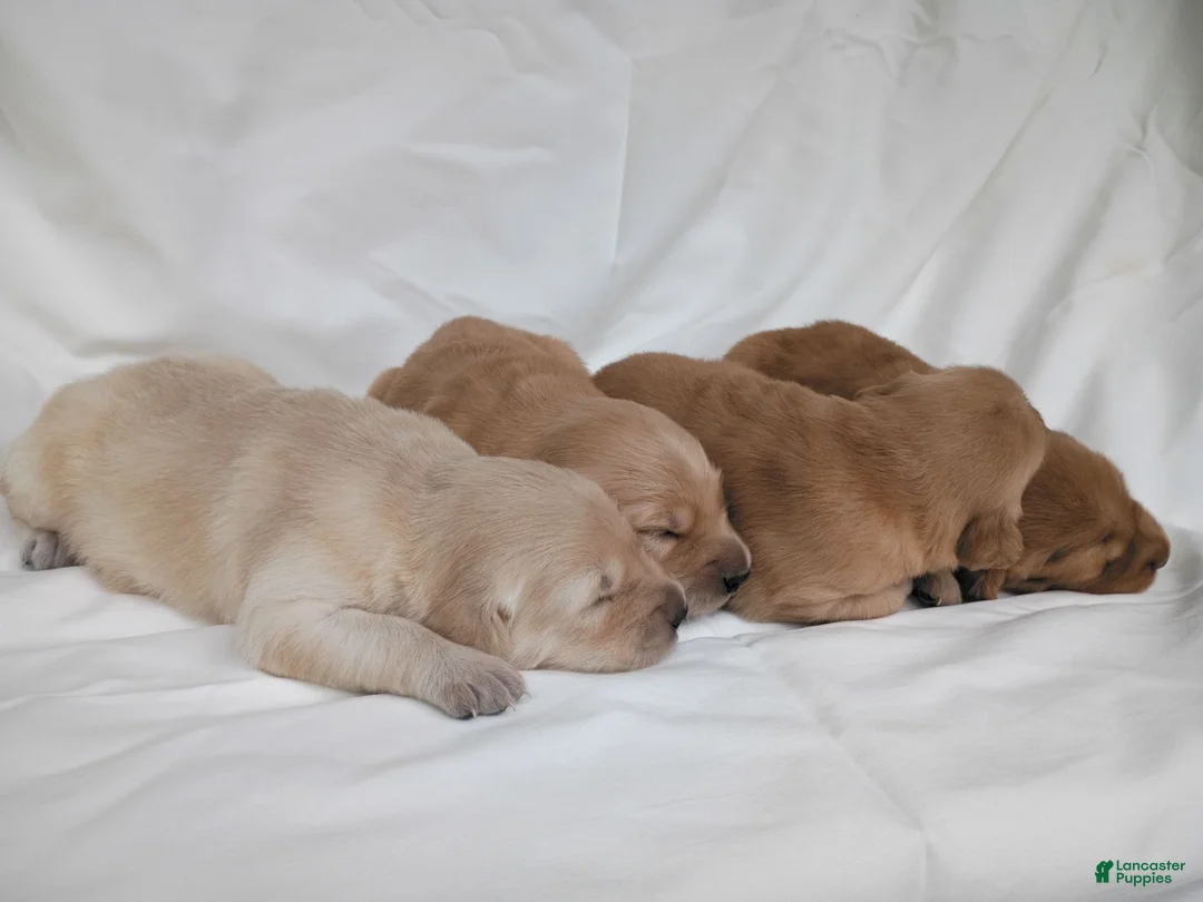 Golden Retriever dogs for sale: Golden Retriever 5 - Ad 5