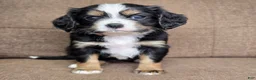 Miniature Bernese Mountain Dog dogs for sale: Sorrento [Reserved] - Ad 15