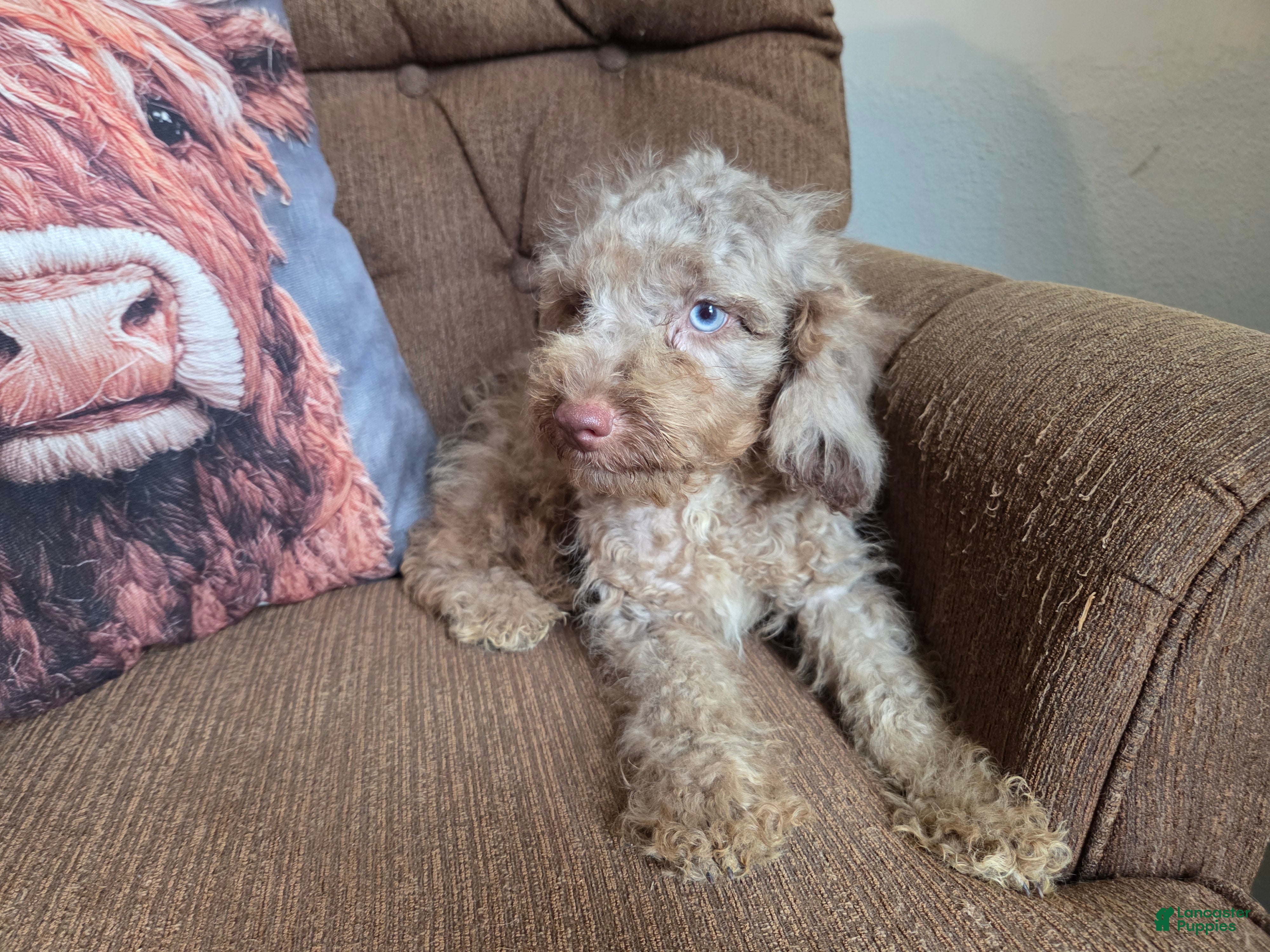 Cockapoo dogs Boys - Ad 1