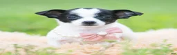 Chihuahua dogs for sale: Diva - Ad 5