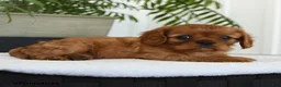Cavalier King Charles Spaniel dogs for sale: Isis - Ad 5