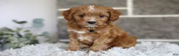 Cavapoo dogs for sale: Sammy - Ad 6