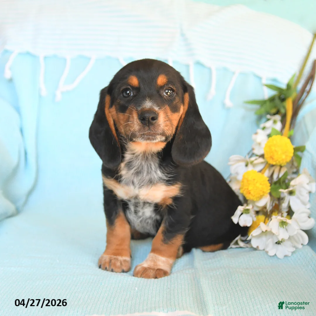 Beagle dogs for sale: Daffodil - Ad 1