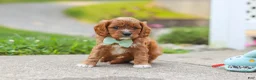 Cavapoo dogs for sale: Maverick - Ad 8