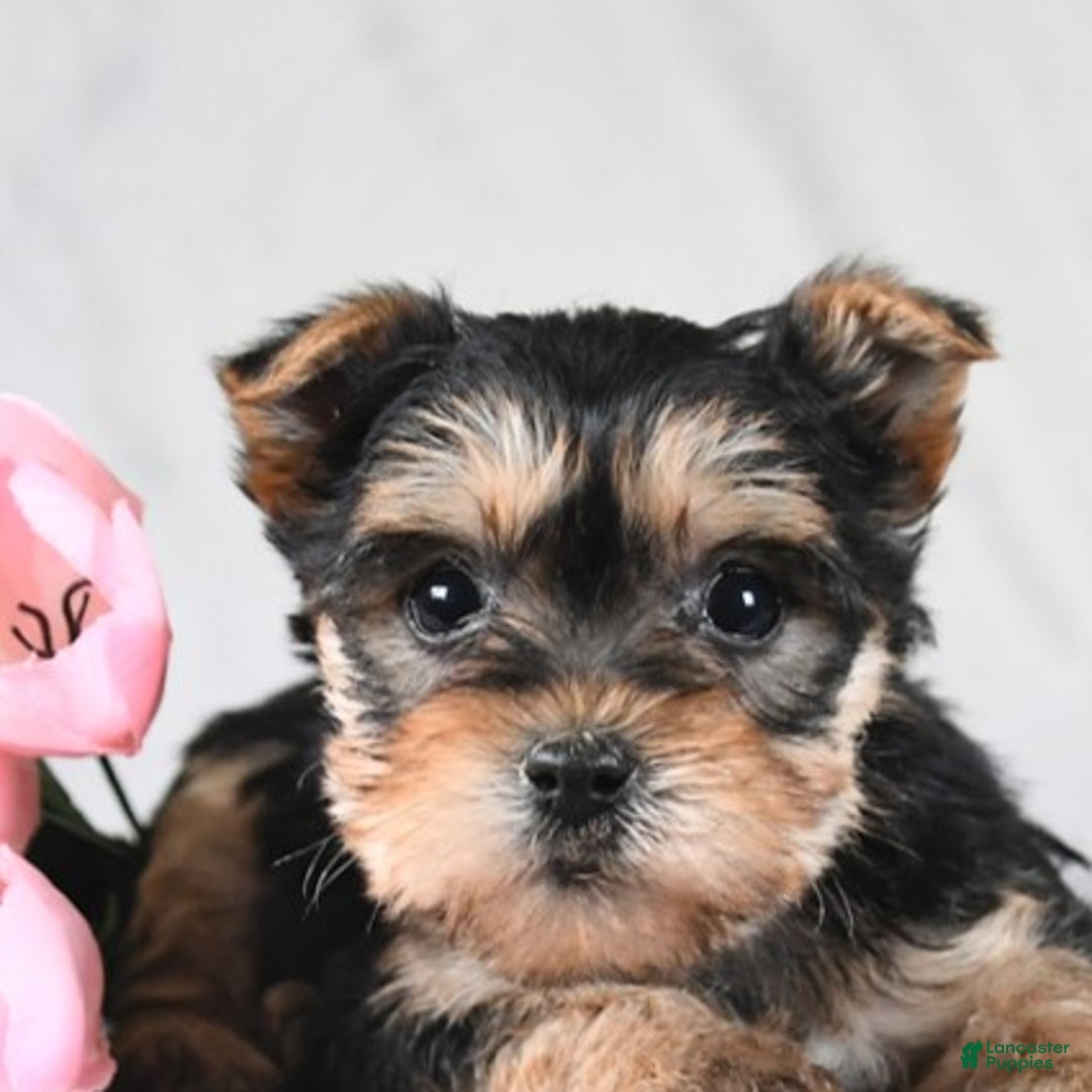 Morkie dogs for sale: Cody - Ad 5
