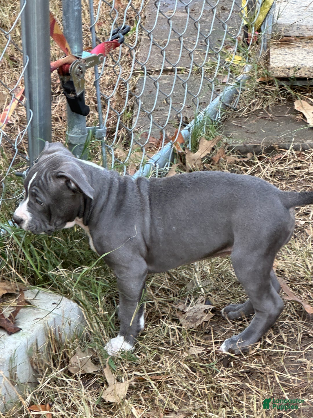 American Bully dogs for sale: Bella (Yellow) ABKC Blue - Ad 5
