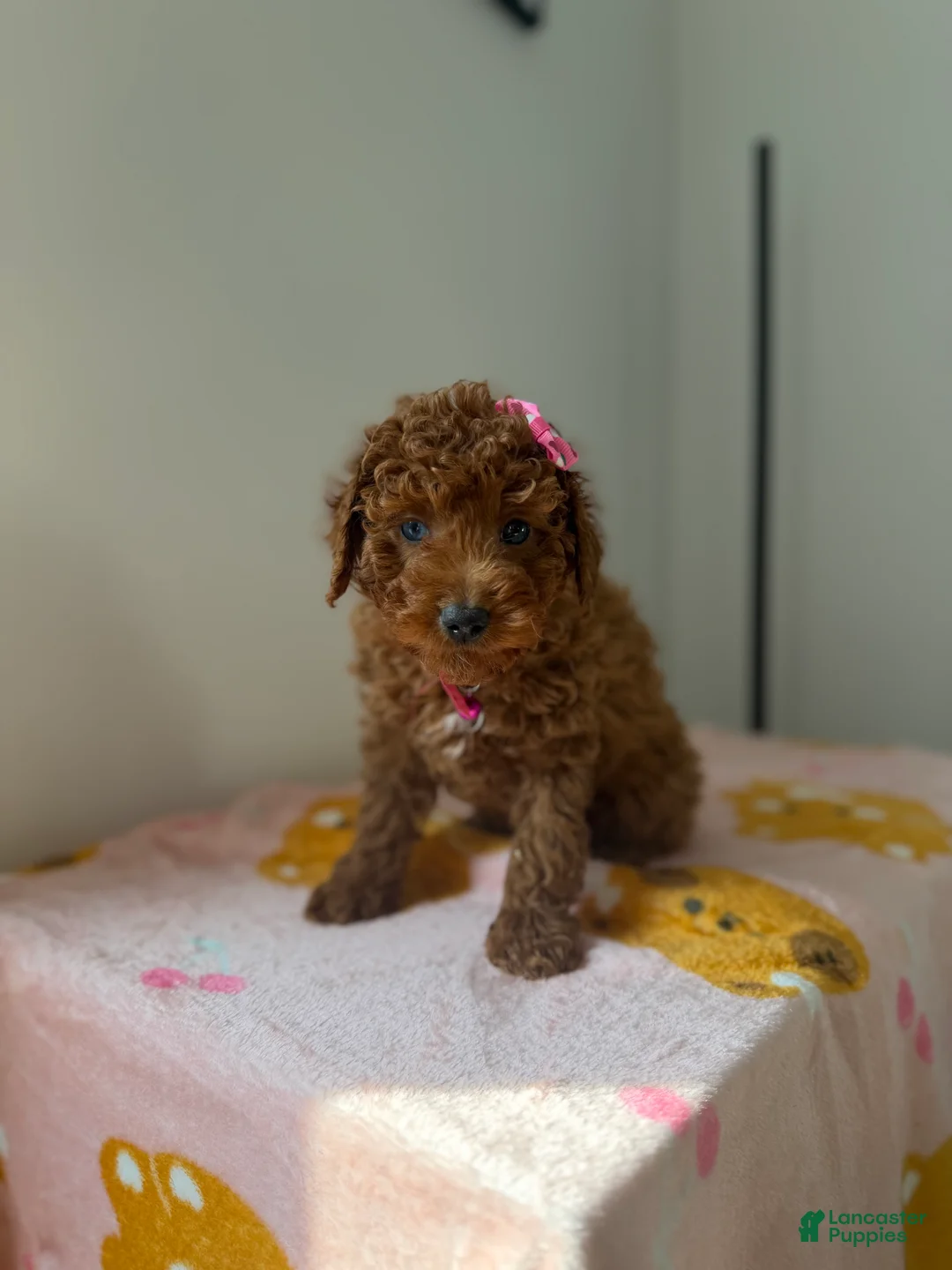 Toy Poodle dogs for sale: Blue eyes - Ad 2