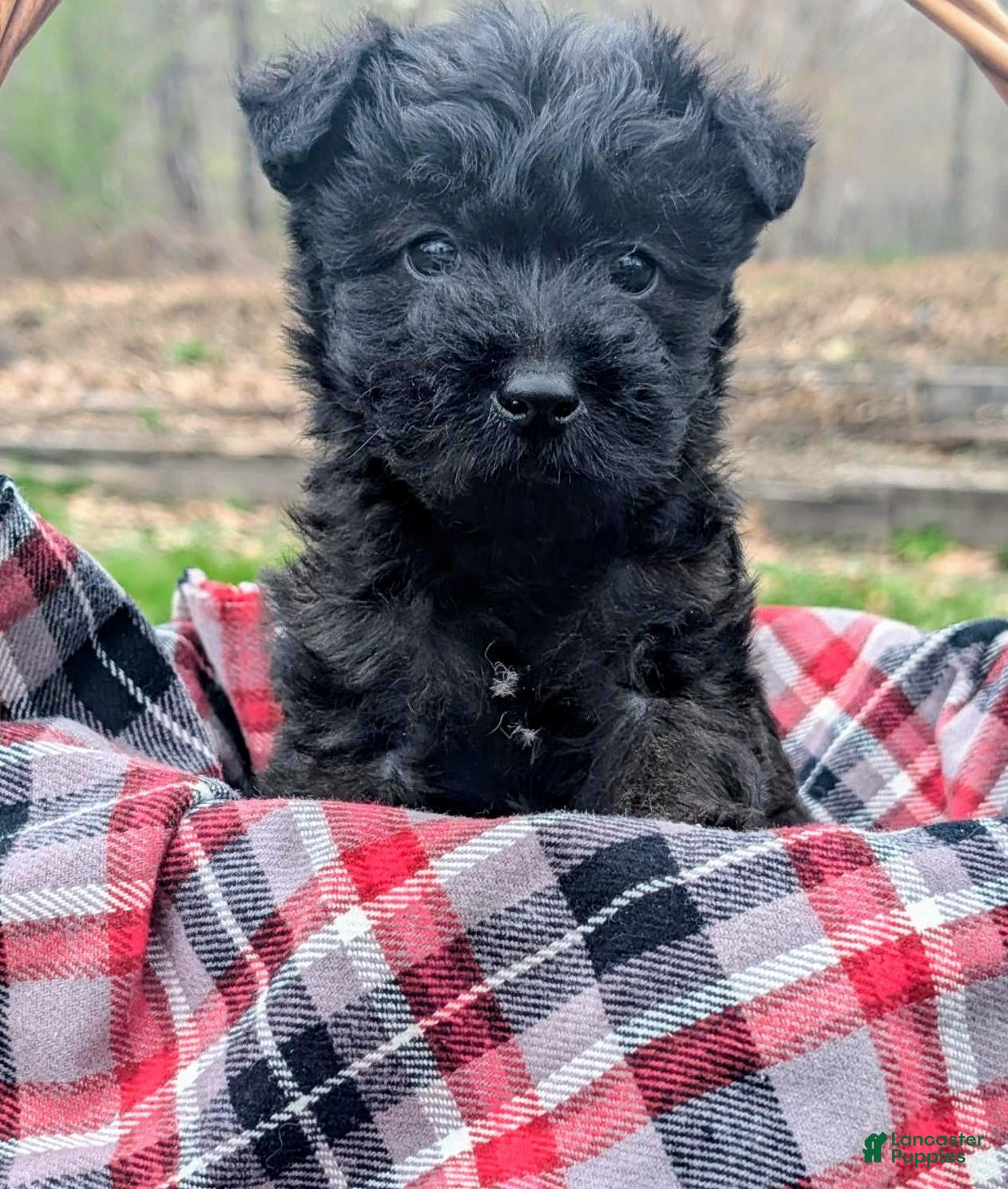 Mixed Breed dogs River - Ad 1