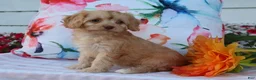 Cavapoo dogs for sale: Apphia - Ad 5