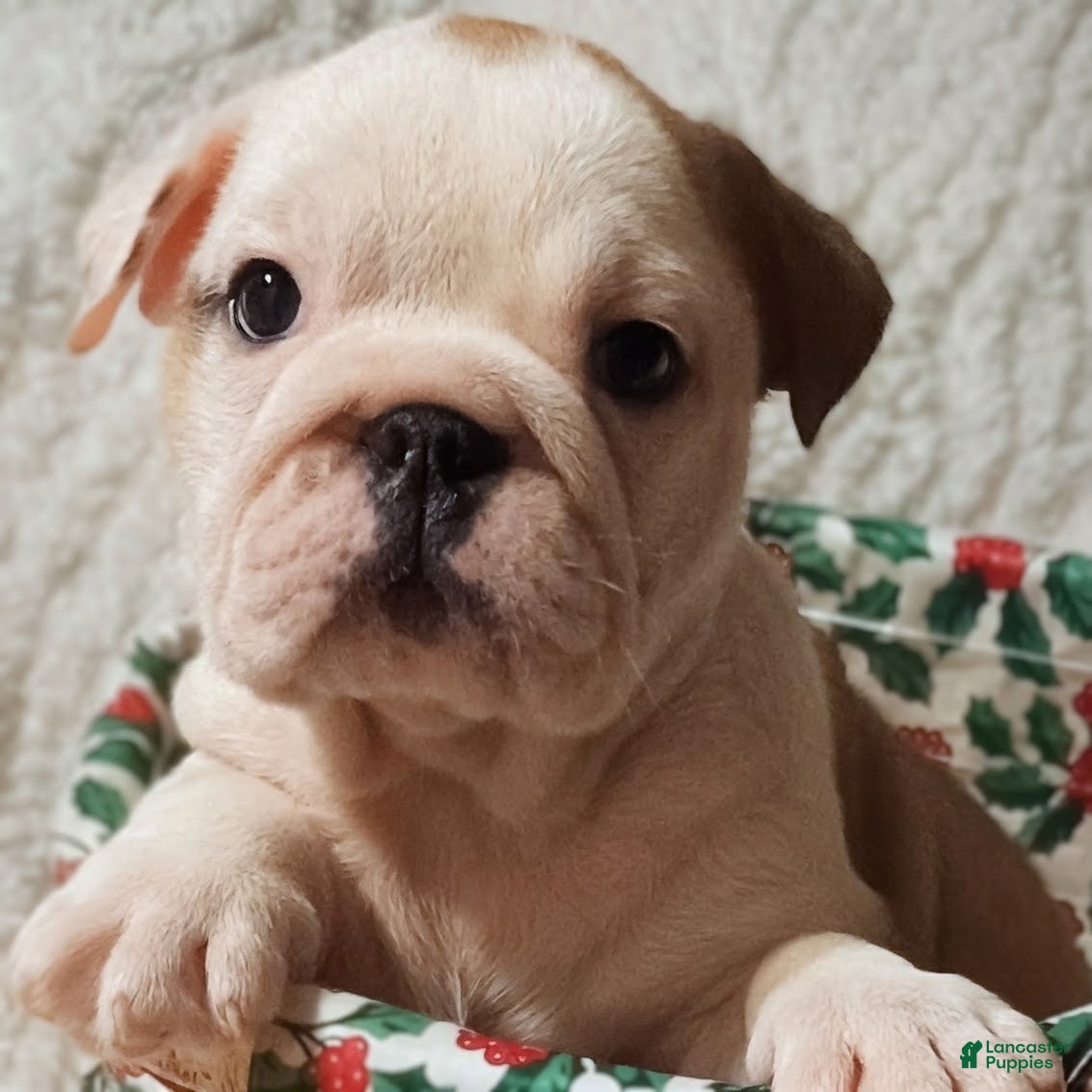 English Bulldog dogs English Bulldog Puppy 2 - Ad 19