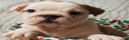 English Bulldog dogs for sale: English Bulldog Puppy 2 - Ad 1