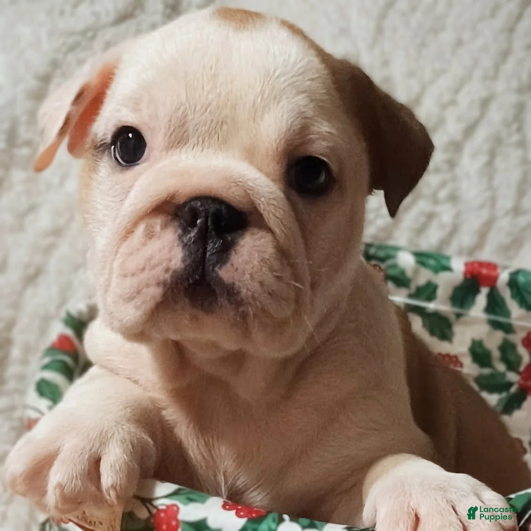 English Bulldog dogs for sale: English Bulldog Puppy 2 - Ad 1