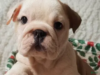 English Bulldog dogs English Bulldog Puppy 2 - Ad 16