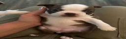 Boston Terrier dogs for sale: Pibby - Ad 3