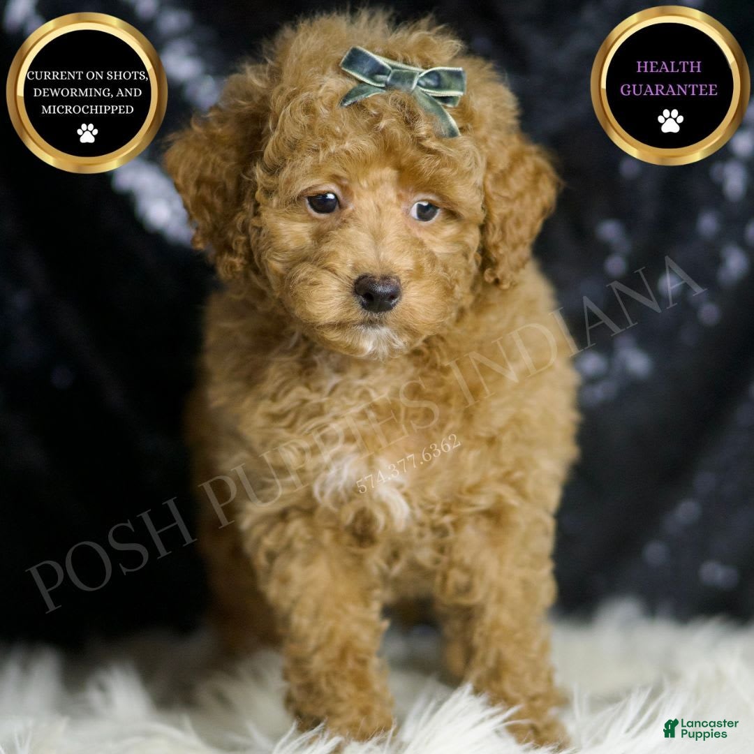 Maltipoo dogs Teddy - Ad 1