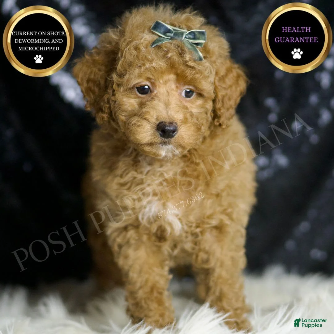 Maltipoo dogs for sale: Teddy - Ad 1